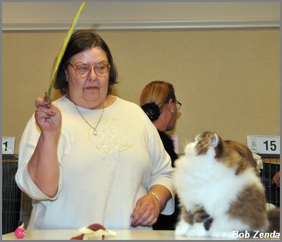 Kittiary's Sir Pure!